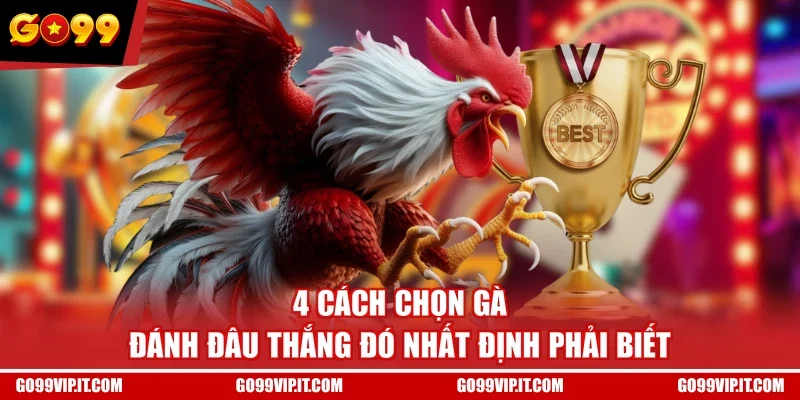 Cách chọn gà thông qua việc đánh giá dáng đứng cẩn thận