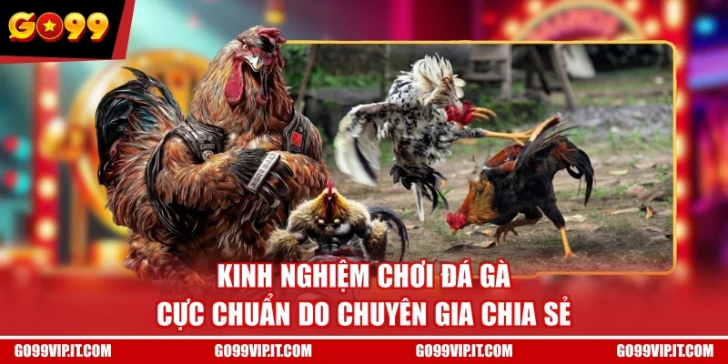 Kinh nghiệm chơi đá gà cực chuẩn do chuyên gia chia sẻ